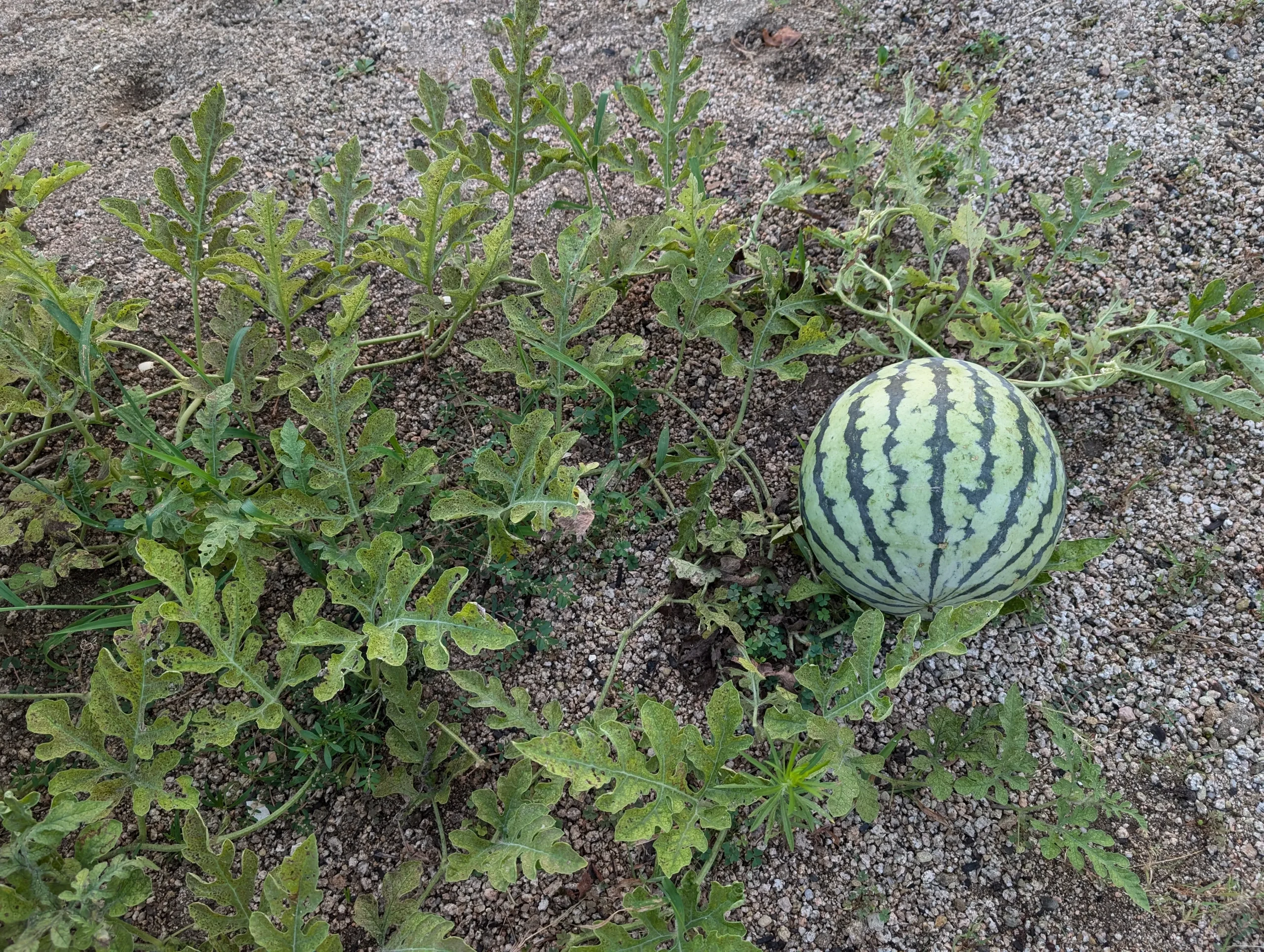 購入補助制度 活用しました・・・まさかのスイカが育った