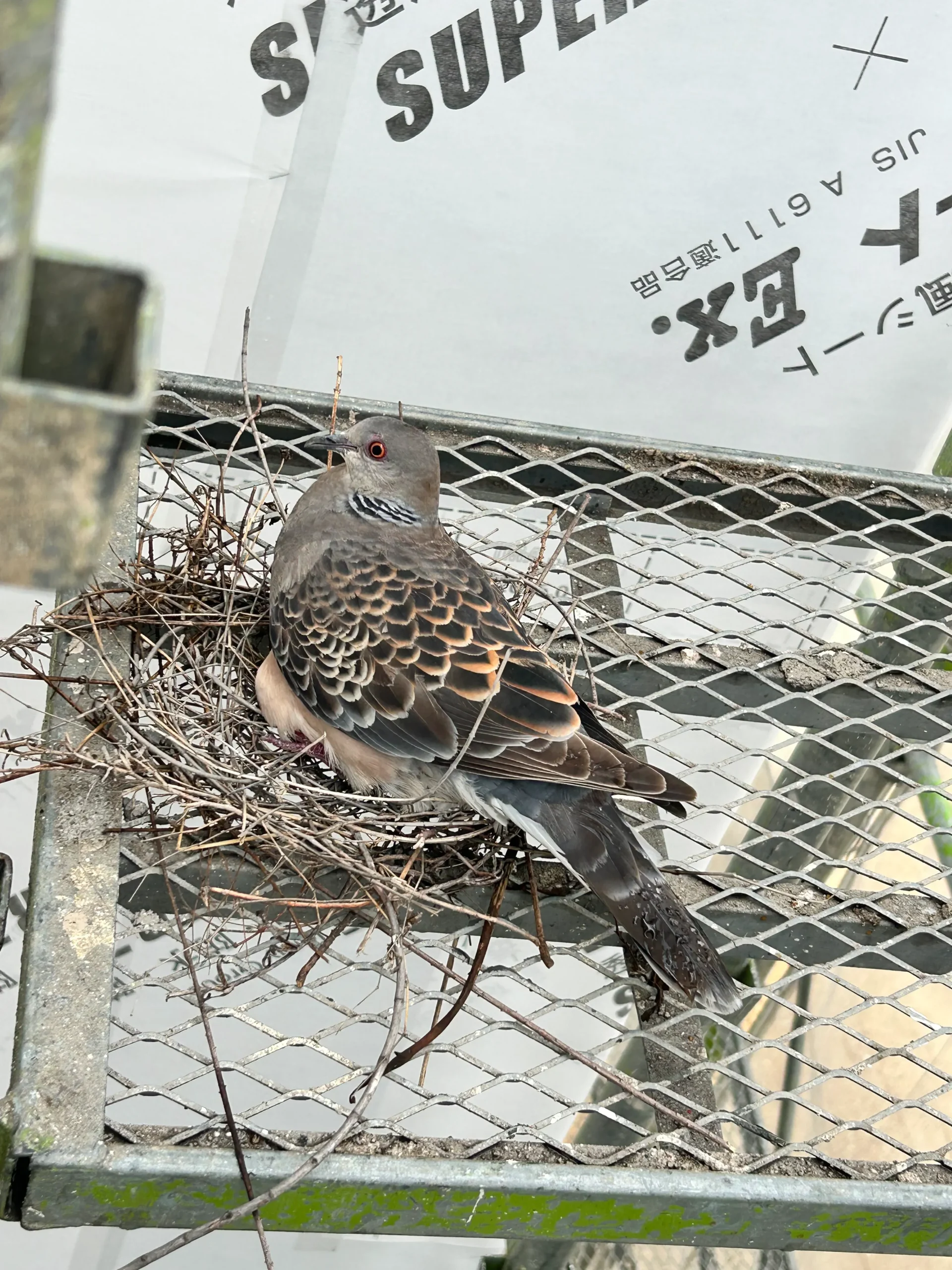 建築現場足場にまさかのお客様